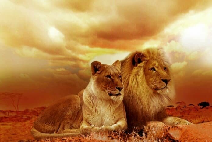 2 lions under yellow cloudy sky